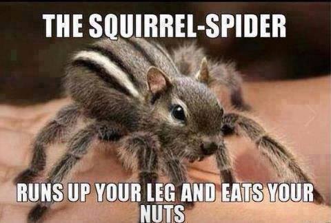 Squirrel-Spider_zpsqccl9psm.jpg