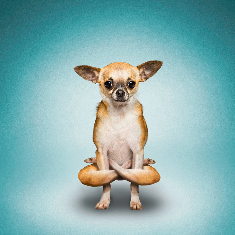 yogadog9.jpg